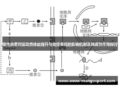 雄性激素对运动员体能提升与竞技表现的影响机制及其调节作用探讨